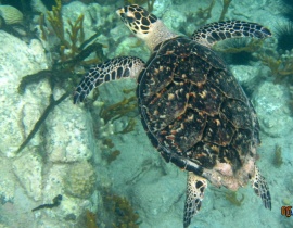 żółw na Karaibach